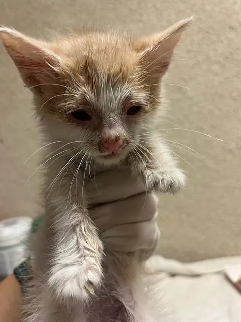 A baby small-sized male Domestic Short Hair cat named Mario for adoption in Riverside, CA