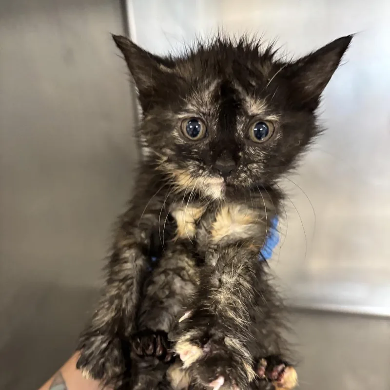 A baby small-sized female Tortoiseshell Domestic Short Hair cat named Coco Chandelier for adoption in St Joseph, MO