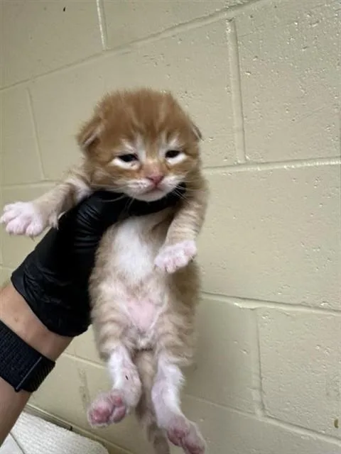 A baby small-sized male Domestic Short Hair cat named Tangelo for adoption in Sacramento, CA