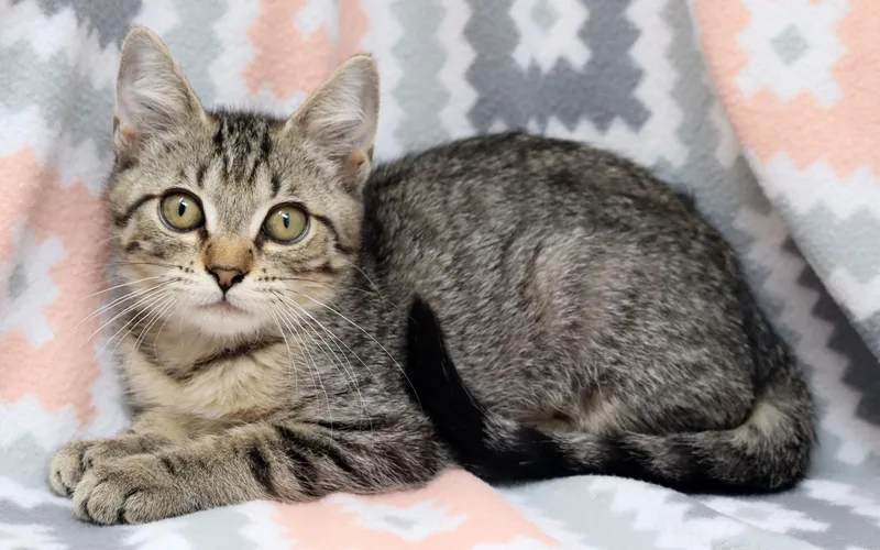 A baby medium-sized female Tabby (Brown / Chocolate) Domestic Short Hair cat named Smidge for adoption in Tierra Verde, FL
