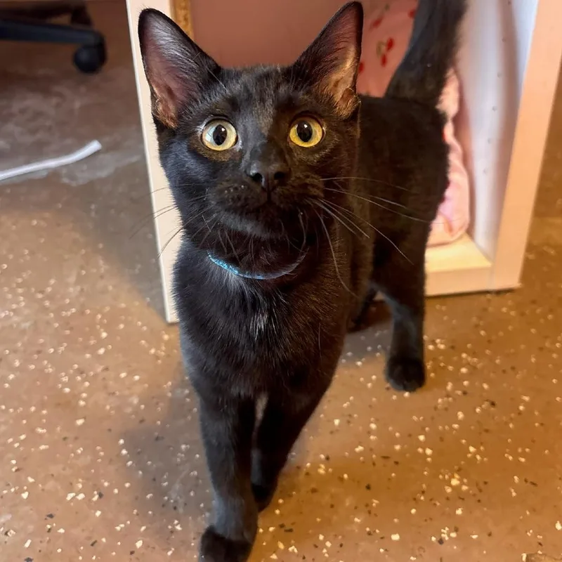 Pixy Stix thumbnail 2