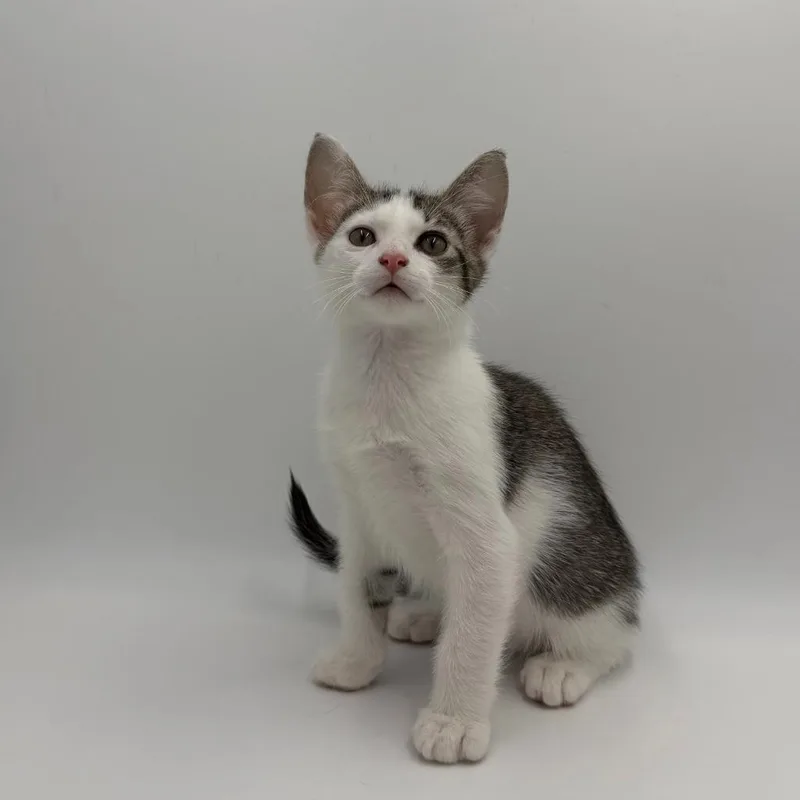 A baby medium-sized male Domestic Short Hair cat named Wendell for adoption in State College, PA