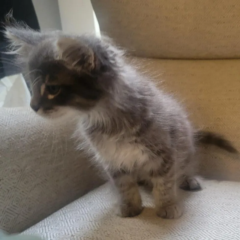 A baby small-sized male Domestic Medium Hair cat named Beau for adoption in Allyn, WA