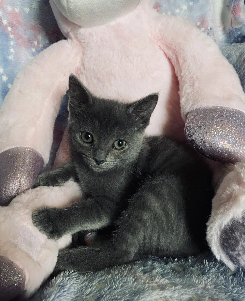 A young medium-sized female Gray / Blue / Silver Domestic Short Hair cat named Rumi for adoption in Riverside, CA