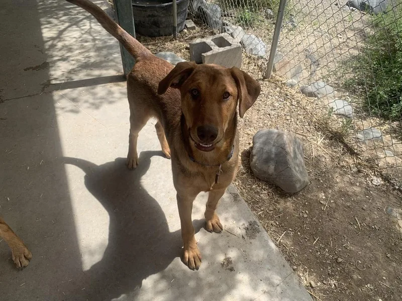 A baby medium-sized male Brown / Chocolate Doberman Pinscher dog named Briar for adoption in Salmon, ID
