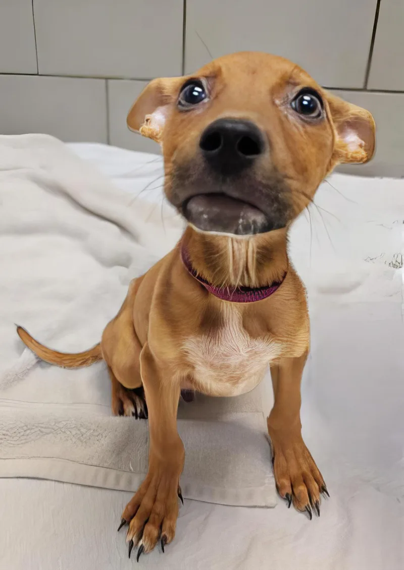 A baby medium-sized male Yellow / Tan / Blond / Fawn Mixed Breed dog named Mars for adoption in Nashville, TN