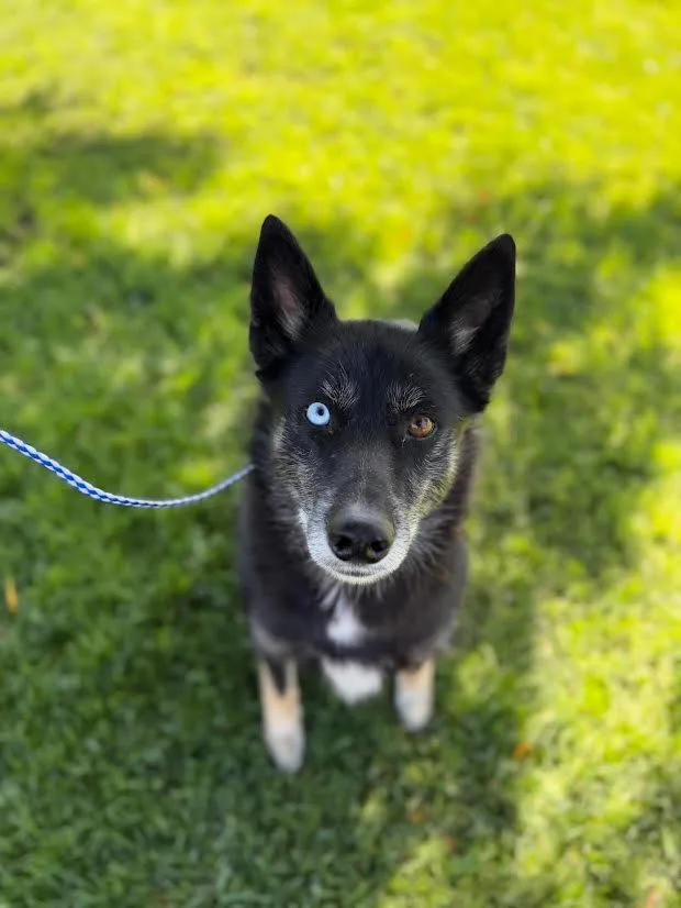 A senior medium-sized female Black Border Collie dog named Lilly for adoption in Oakdale, CA