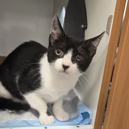 A baby small-sized male Domestic Short Hair cat named Plucky for adoption in Voorhees, NJ