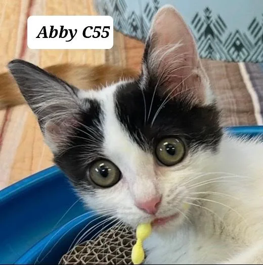 Abby