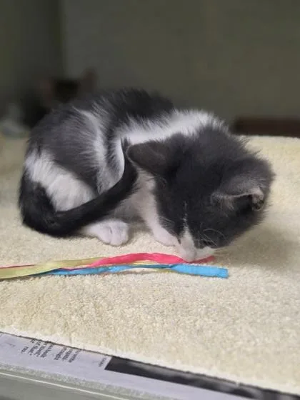A baby small-sized male Domestic Short Hair cat named Stan for adoption in Westland, MI