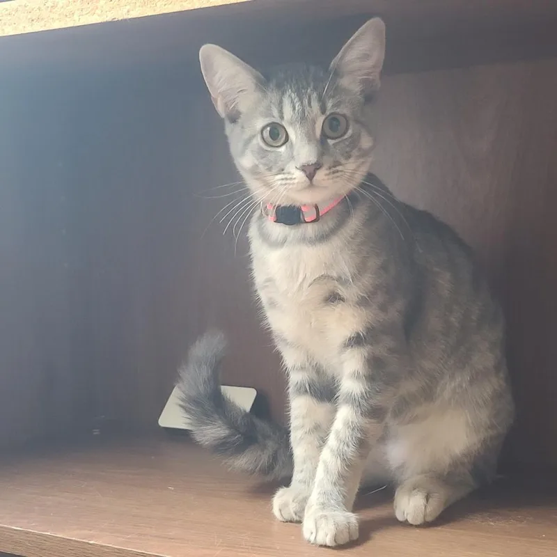 The Imposter thumbnail 2