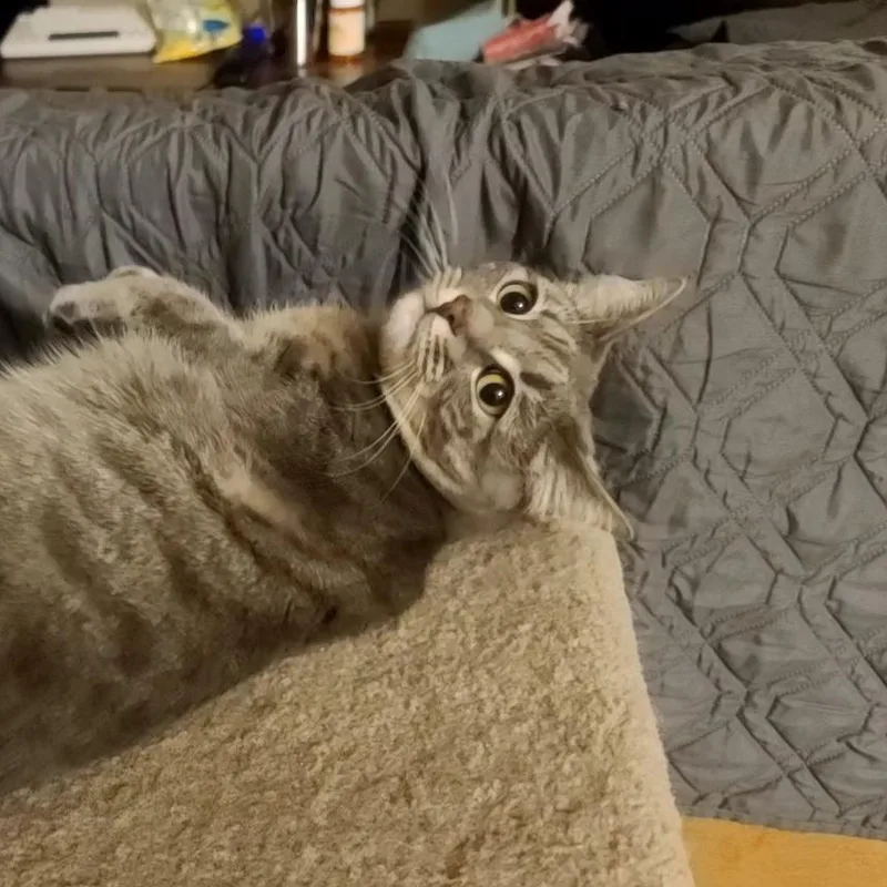 The Imposter thumbnail 3