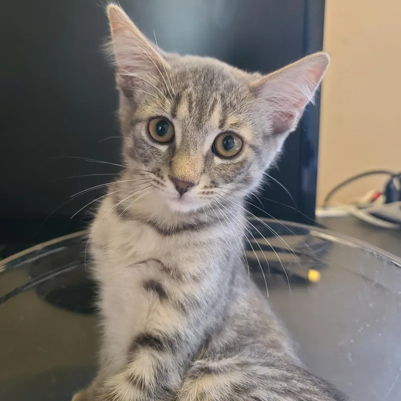 The Imposter thumbnail 4