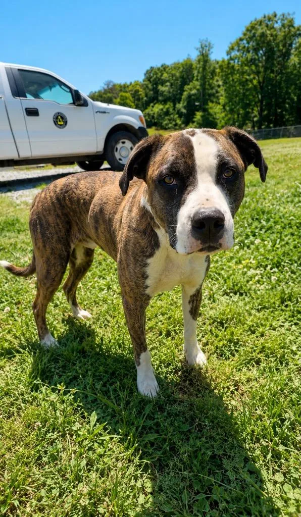 A young large-sized male Boxer dog named Beau for adoption in Chickamauga , GA