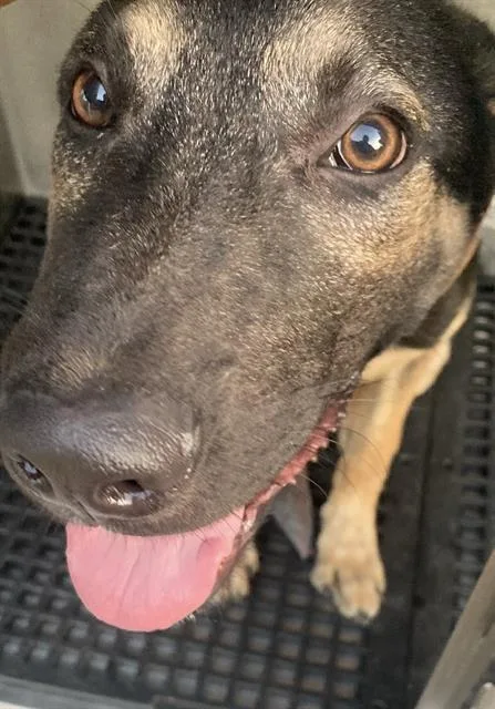 A young medium-sized male German Shepherd Dog dog named Unknown Bite Dog for adoption in Dallas, TX