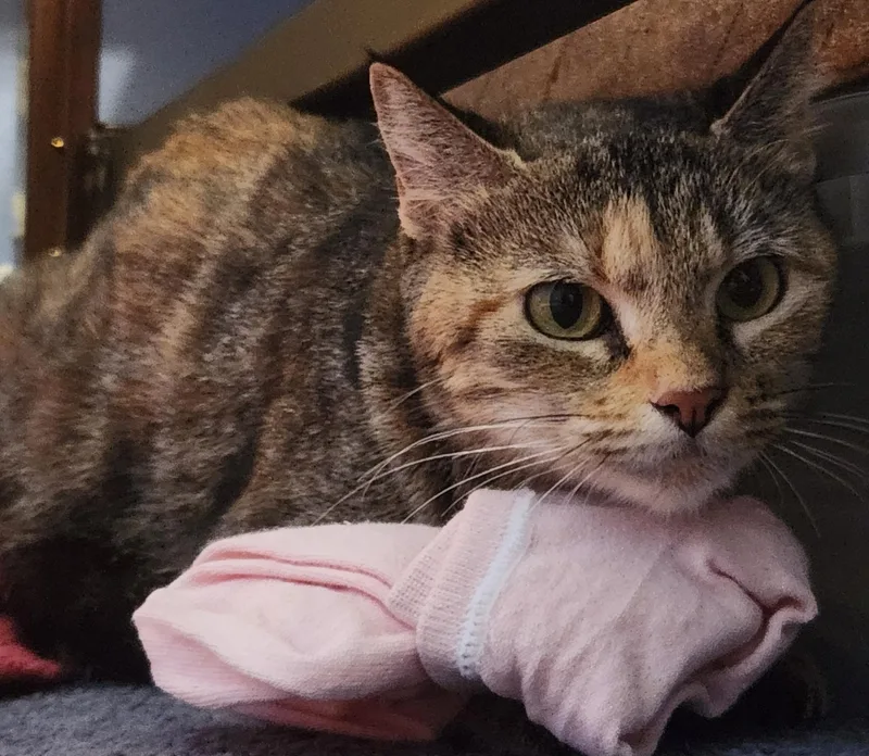 Lily thumbnail 2