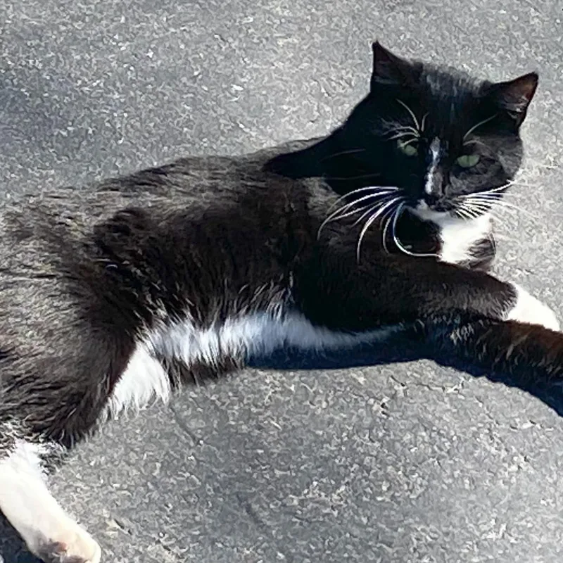 A young medium-sized male Black & White / Tuxedo Domestic Short Hair cat named Romeo for adoption in Johnson City, TN