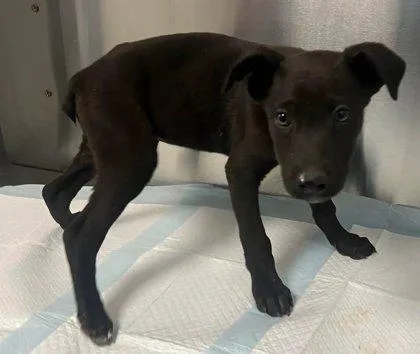A baby small-sized male Shepherd dog named Halsin for adoption in Fresno, CA