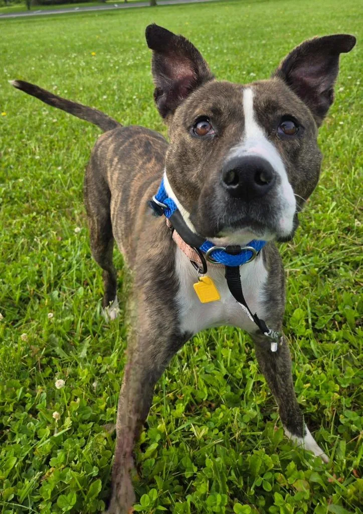 A young medium-sized female Terrier dog named Margot for adoption in Sandusky, OH