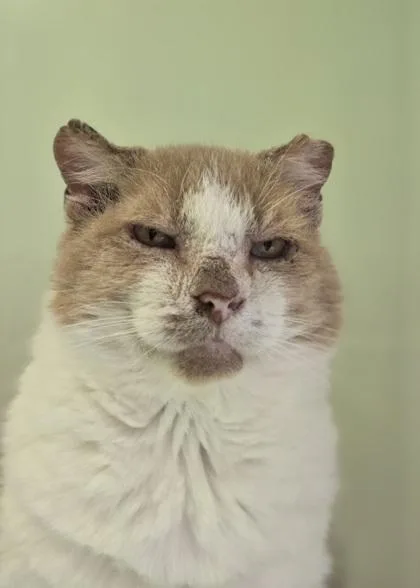 A senior large-sized male Domestic Short Hair cat named Leonard for adoption in Batavia, OH
