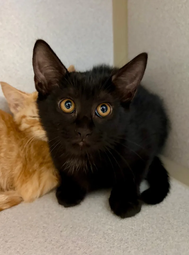 A baby medium-sized female Black Domestic Short Hair cat named Velma for adoption in Winter Haven, FL