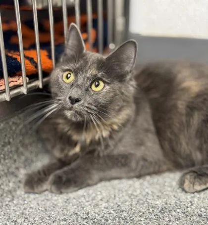 A young medium-sized female Black Domestic Short Hair cat named Baby Lovie for adoption in Tinley Park, IL