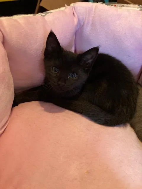 A baby small-sized male Domestic Short Hair cat named Jet for adoption in Charlotte, NC