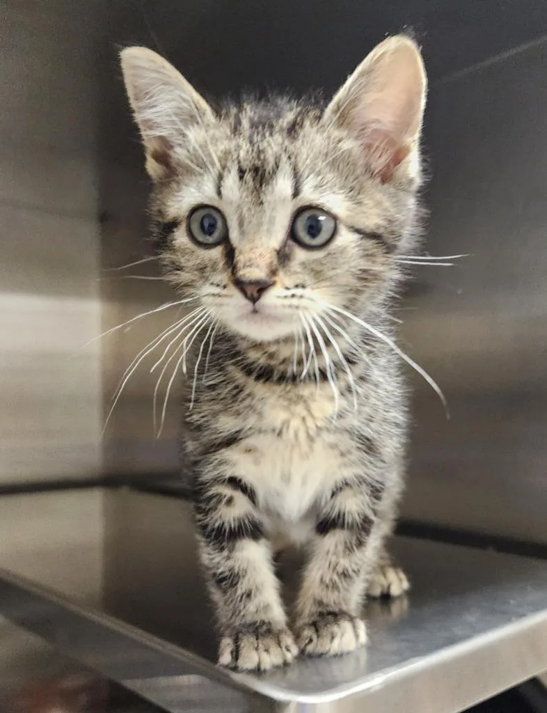 A baby medium-sized female Domestic Short Hair cat named Saturn for adoption in Great Bend, KS