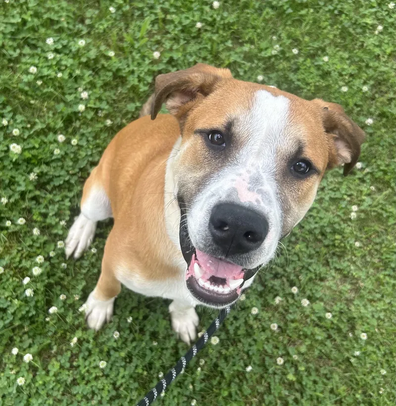 A young medium-sized male Golden Treeing Walker Coonhound dog named Rusty for adoption in Siloam Springs, AR