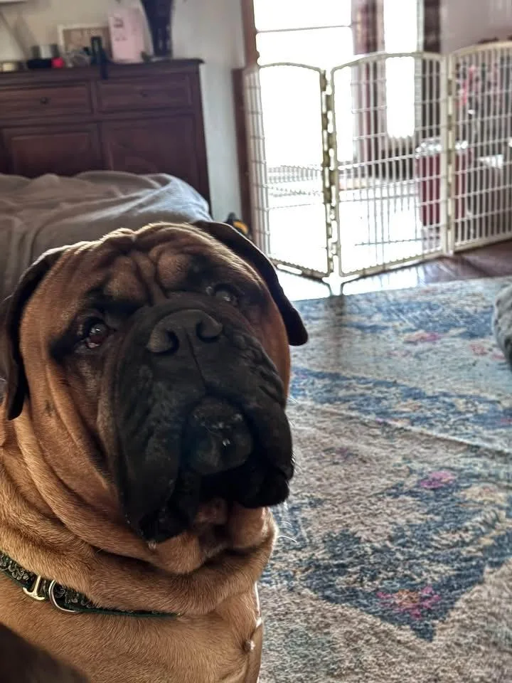 An adult extra large-sized male Bullmastiff dog named Taz. IN for adoption in Templeton, MA