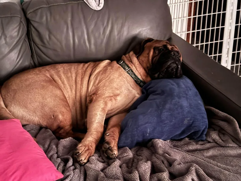 Taz.  IN thumbnail 2