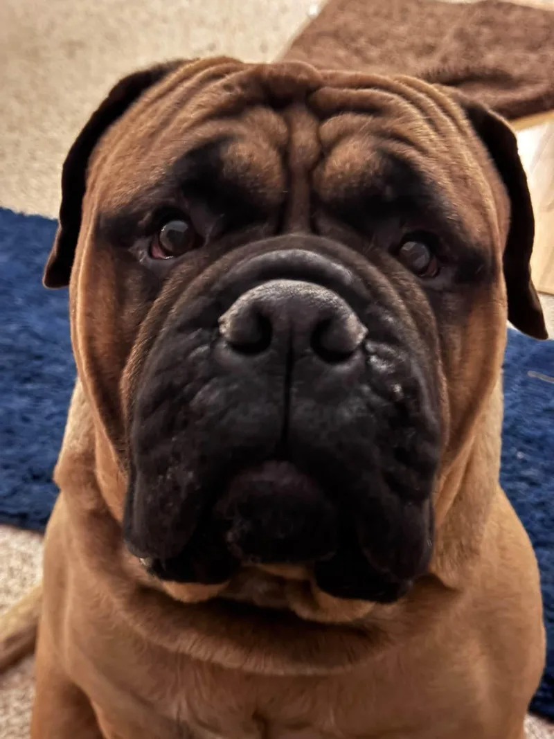 Taz.  IN thumbnail 4