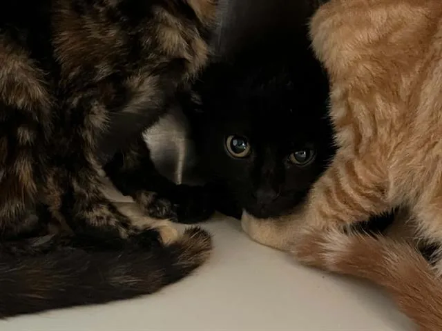 A baby small-sized male Domestic Short Hair cat named Nightshade for adoption in Tustin, CA