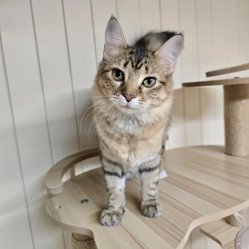 A young small-sized female Calico Domestic Long Hair cat named Lemon for adoption in Huntsville, AL