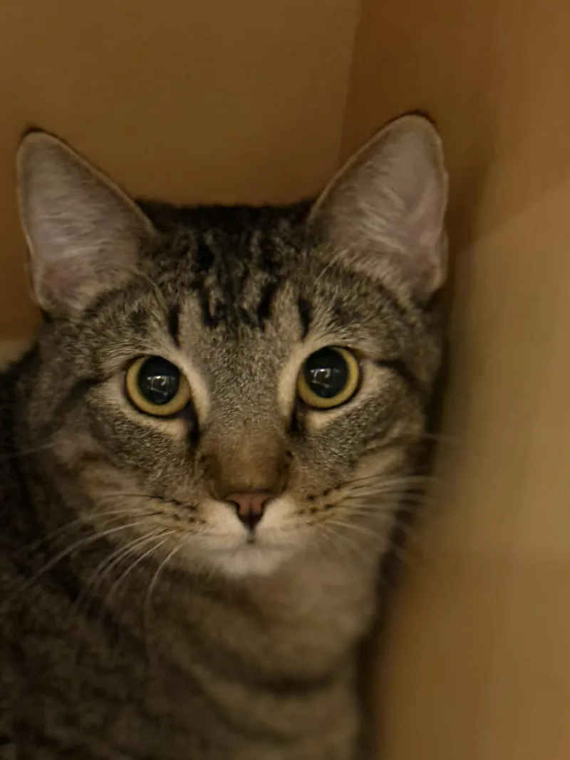 A young medium-sized male Domestic Short Hair cat named Leo for adoption in Attalla, AL