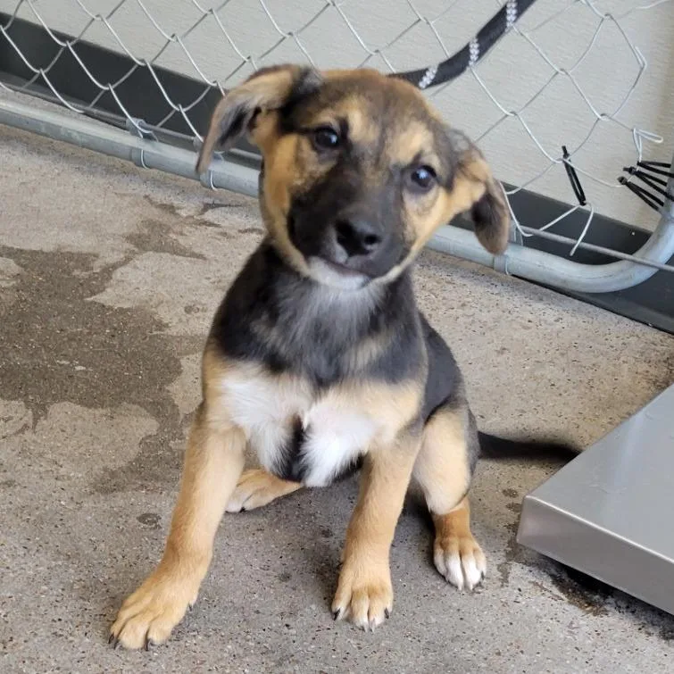 A baby small-sized female Brown / Chocolate Mixed Breed dog named Yellow for adoption in Las Cruces, NM