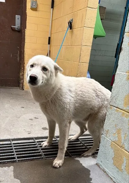 A young large-sized male Siberian Husky dog named Doc for adoption in Stockton, CA