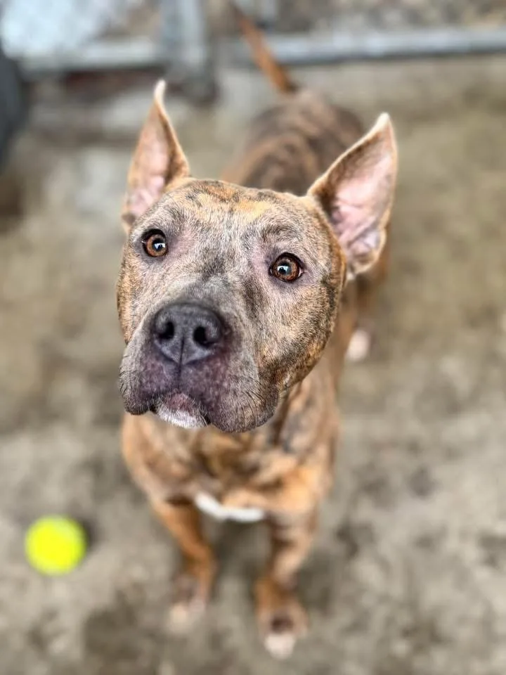 An adult medium-sized female Brindle Pit Bull Terrier dog named Alba for adoption in Chicago, IL