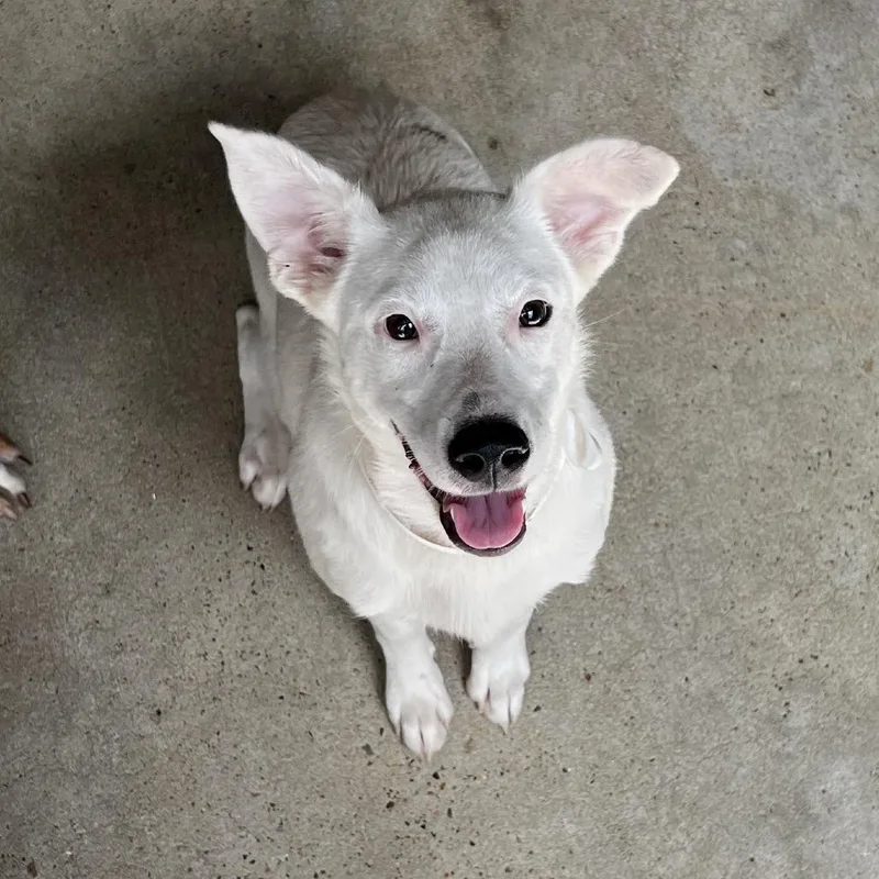 A young medium-sized female White / Cream Mixed Breed dog named Tink for adoption in Morrisville, VT