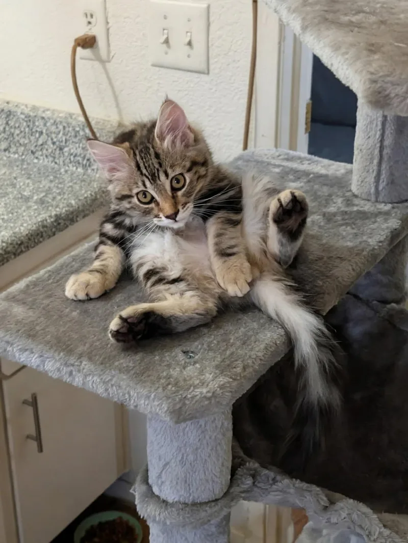 Tabasco