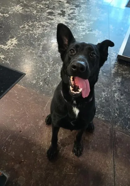 An adult large-sized female Shepherd dog named Baylynn for adoption in Cincinnati, OH