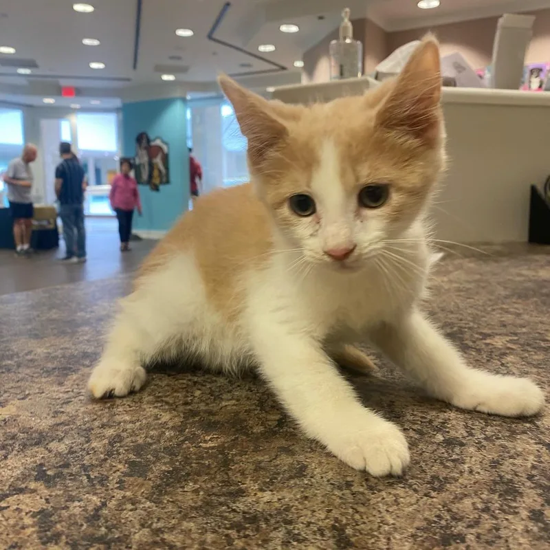 A baby small-sized male Buff / Tan / Fawn Domestic Short Hair cat named Nigel for adoption in Deerfield, IL