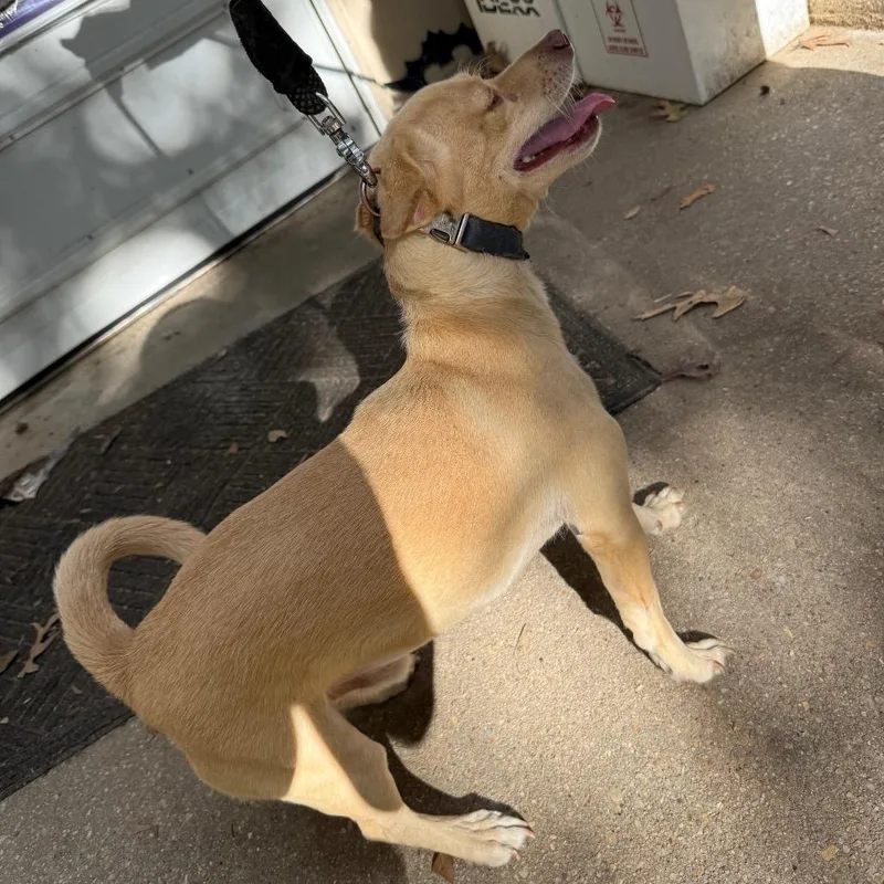 An adult small-sized male Yellow / Tan / Blond / Fawn Chihuahua dog named Loqui for adoption in Waldorf, MD