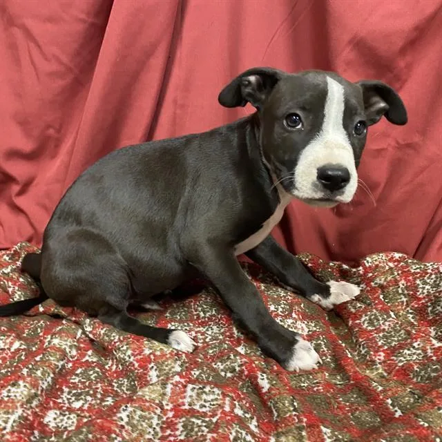 A baby small-sized male Pit Bull Terrier dog named Toddy for adoption in Modesto, CA