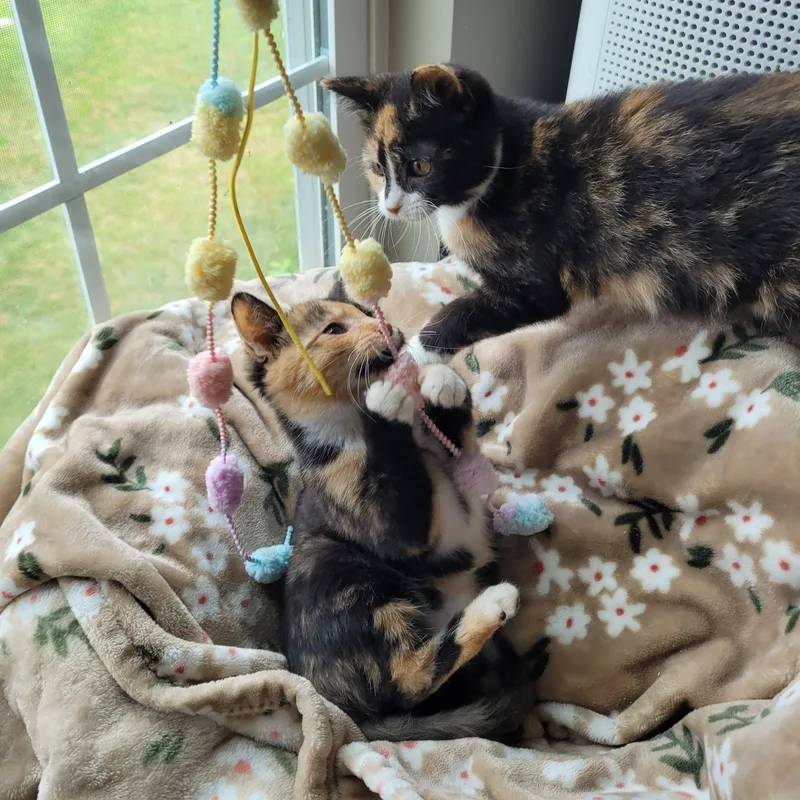 A baby medium-sized female Calico Domestic Short Hair cat named Marilyn & Marceline for adoption in Indianapolis, IN
