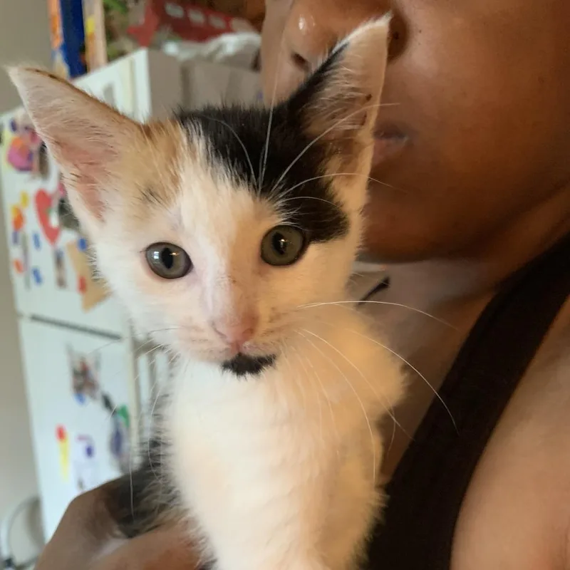 A baby small-sized female Calico Domestic Short Hair cat named Wanda for adoption in Valdosta , GA