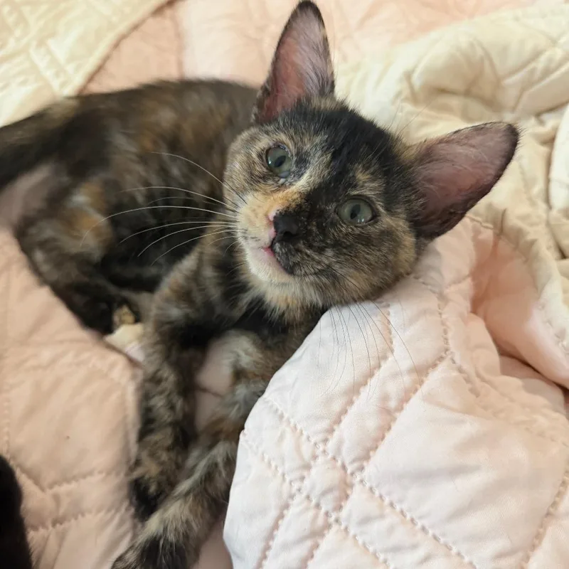 A baby small-sized female Black Domestic Short Hair cat named Gazania for adoption in Austin, TX
