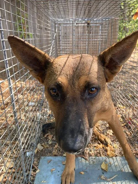 A young large-sized female Mixed Breed dog named Claudia for adoption in Dallas, TX