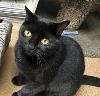 A young medium-sized female Black Domestic Short Hair cat named Mama Merlot for adoption in Norwalk, CT