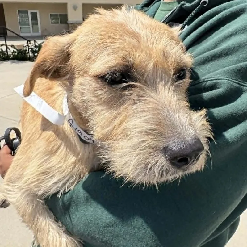 A young small-sized female Yellow / Tan / Blond / Fawn Terrier dog named Ruffles  Costa Mesa for adoption in Chino Hills, CA